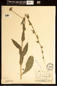 Cichorium intybus image