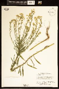 Conyza canadensis image