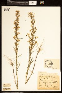 Conyza canadensis image