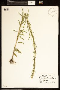 thumbnail image of current specimen