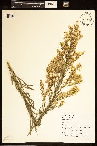 Conyza canadensis image