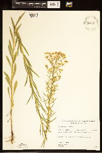 Conyza canadensis image