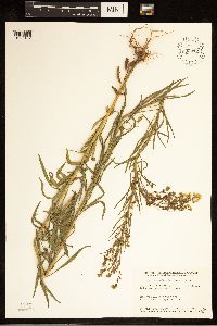 Conyza canadensis image