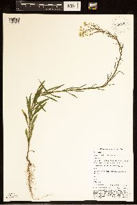 Conyza canadensis image