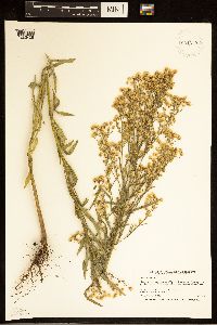 Conyza canadensis image