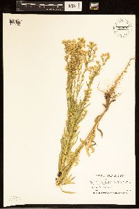 Conyza canadensis image