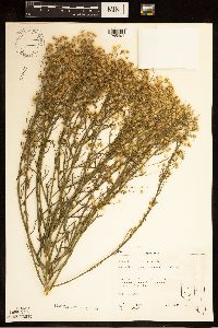 Conyza canadensis image