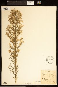 Conyza canadensis image