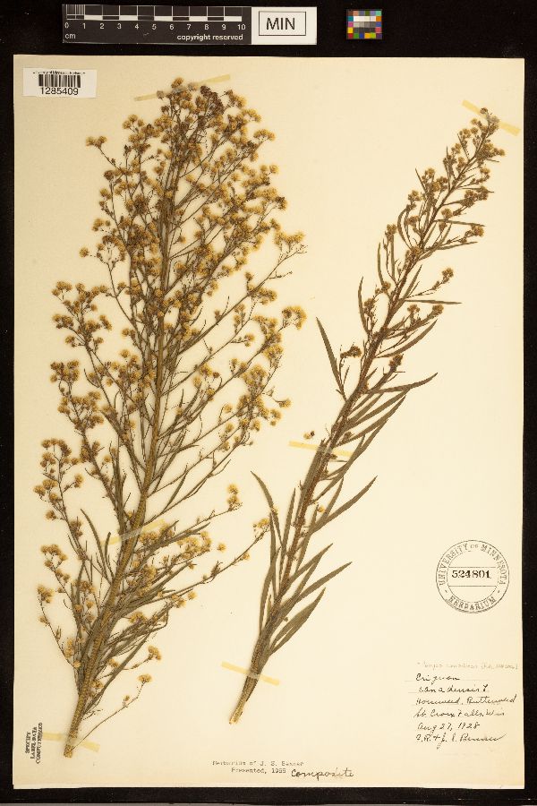 Conyza canadensis image