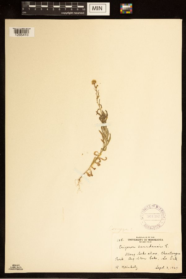 Conyza canadensis image