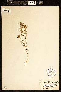 Conyza canadensis image