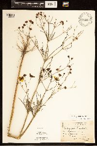 Coreopsis tinctoria image
