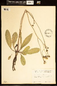 Crepis runcinata subsp. runcinata image