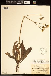 Crepis runcinata subsp. runcinata image