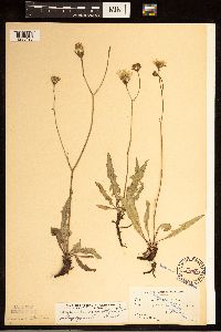 Crepis runcinata subsp. runcinata image
