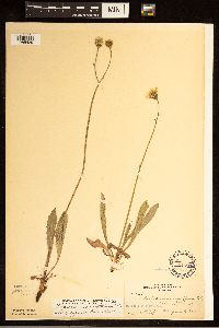 Crepis runcinata subsp. runcinata image