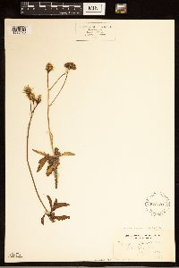 Crepis runcinata image