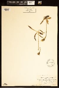 Crepis runcinata subsp. runcinata image