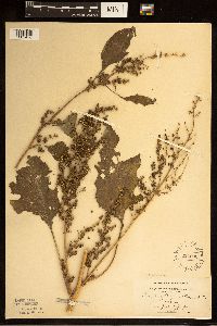 Cyclachaena xanthiifolia image