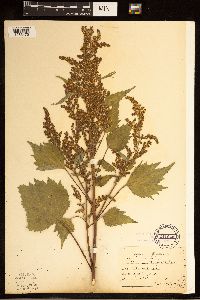 Cyclachaena xanthiifolia image