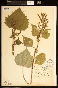 Cyclachaena xanthiifolia image