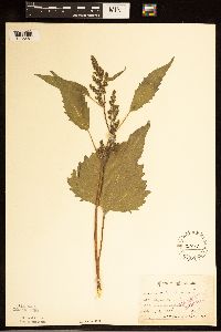 Cyclachaena xanthiifolia image