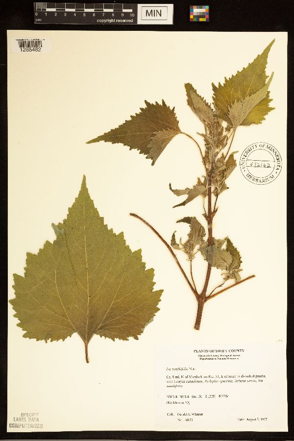 Cyclachaena xanthiifolia image