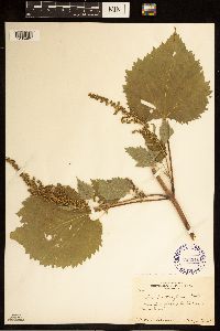 Cyclachaena xanthiifolia image