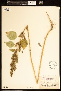 Cyclachaena xanthiifolia image