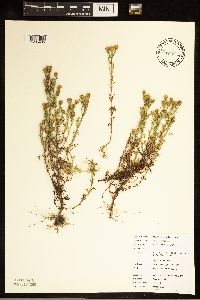 Dyssodia papposa image