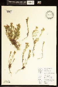 Dyssodia papposa image
