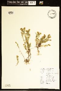 Dyssodia papposa image