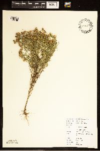 Dyssodia papposa image