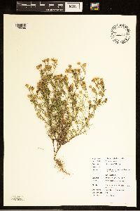 Dyssodia papposa image