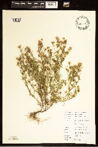 Dyssodia papposa image