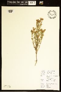 Dyssodia papposa image
