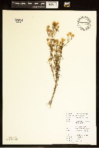Dyssodia papposa image