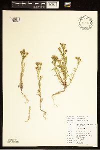 Dyssodia papposa image