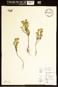 Dyssodia papposa image