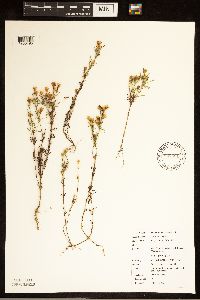Dyssodia papposa image