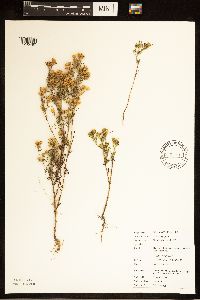 Dyssodia papposa image