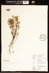 Dyssodia papposa image