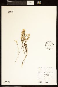 Dyssodia papposa image