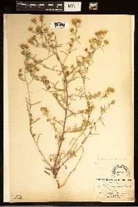 Dieteria canescens image