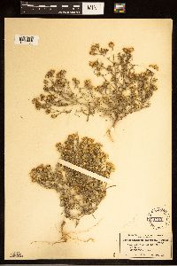 Dieteria canescens image