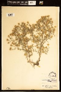 Dieteria canescens image