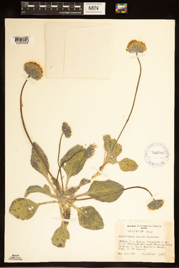 Encelia nutans image