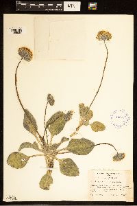Image of Encelia nutans