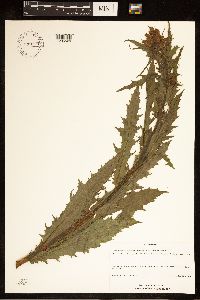 Erechtites hieraciifolius image