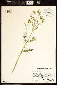 Erechtites hieraciifolius image